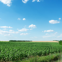 Image showing green field with sunflower and blue sky