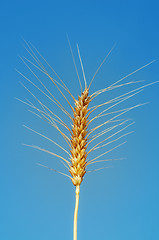 Image showing golden ear of wheat on sky background