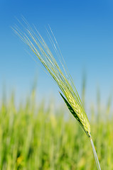 Image showing green spica on field under blue sky