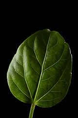 Image showing Leaf