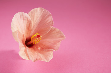 Image showing Chinese hibiscus