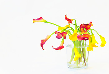 Image showing calla lilies in vase