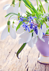 Image showing snowdrops in a vase