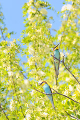 Image showing bee-eaters (Merops Apiaster)