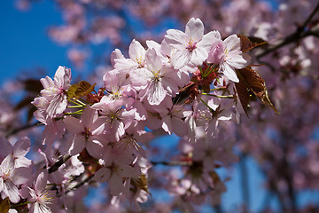 Image showing Cherry blossom