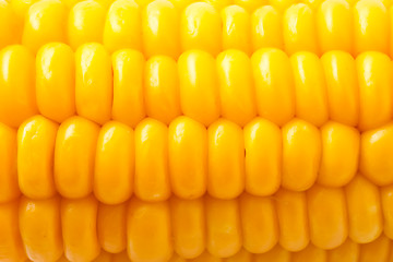 Image showing Corn