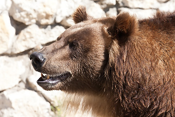 Image showing Bear