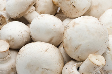 Image showing Champignon mushrooms