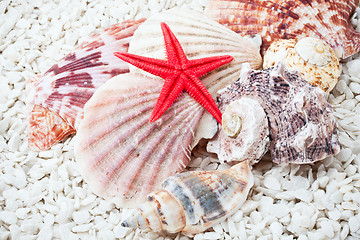 Image showing Seashells