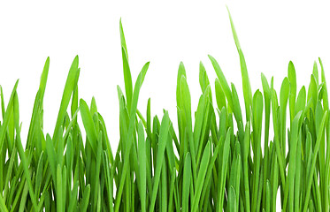 Image showing Green grass