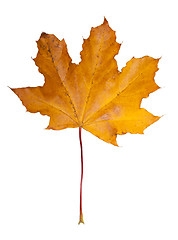 Image showing Maple leaf