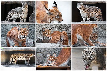 Image showing Lynx and Snow Leopard