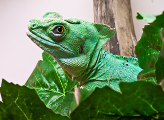 Image showing Plumed basilisk