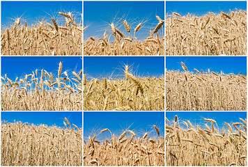 Image showing Wheat field