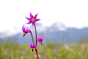 Image showing Shooting Star Flower