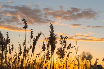 Image showing Beautiful warm sunset at Summer