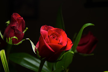 Image showing Deep red roses