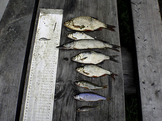 Image showing fish freshwater