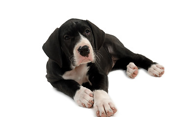 Image showing Great dane puppy