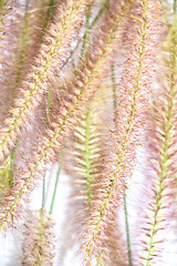 Image showing flowers, grass on white background