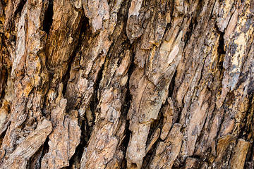 Image showing Tree bark texture