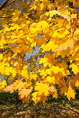 Image showing Autumn