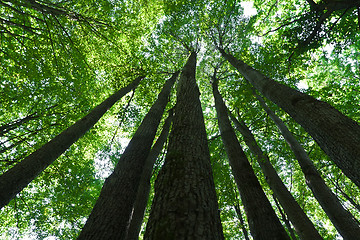 Image showing Green forest