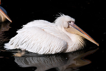 Image showing Pelican