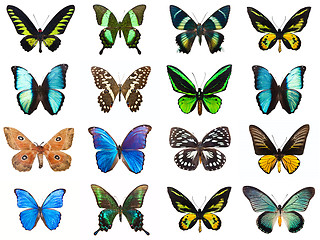 Image showing Tropical butterflies