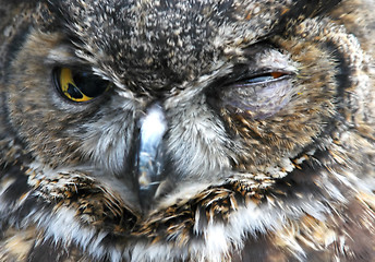 Image showing Blind Owl