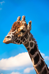 Image showing Giraffe