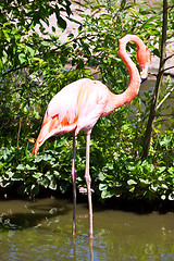 Image showing Flamingo