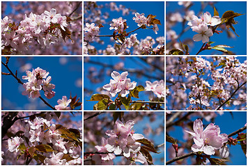 Image showing Cherry blossom