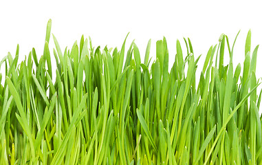 Image showing Green grass