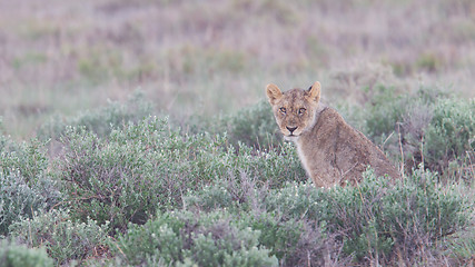 Image showing Lion walking on the rainy plains of Etosha