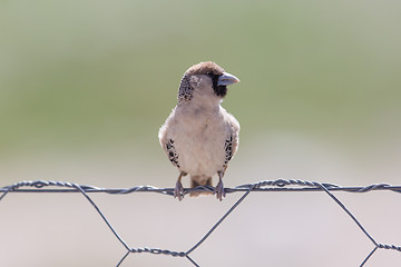 Image showing Cape Sparrow (Passer melanurus)