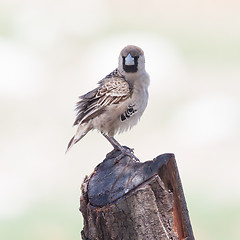 Image showing Cape Sparrow (Passer melanurus)