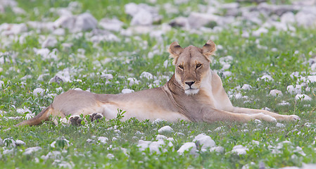 Image showing Lion walking on the rainy plains of Etosha