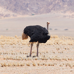 Image showing Male ostrich walking in the Namib desert