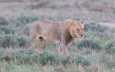 Image showing Lion walking on the rainy plains of Etosha