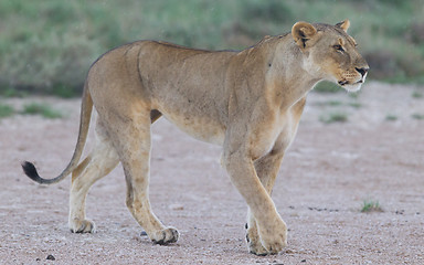 Image showing Lion walking on the rainy plains of Etosha