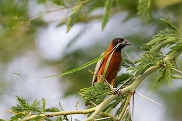 Image showing Southern Red Bishop busy building a nest