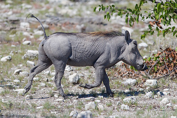 Image showing Warthog walking in Etosha National Park