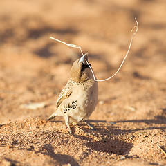 Image showing Cape Sparrow (Passer melanurus)