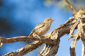 Image showing Young Cape Sparrow (Passer melanurus)