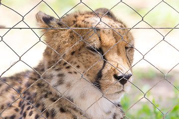 Image showing Cheetah in captivity