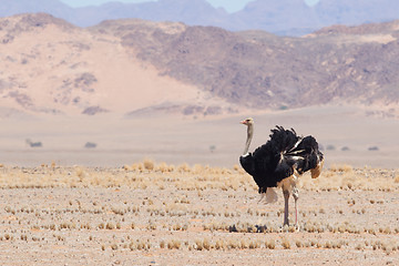 Image showing Male ostrich walking in the Namib desert