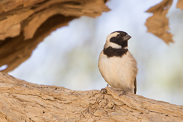 Image showing Cape Sparrow (Passer melanurus)