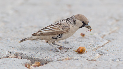 Image showing Cape Sparrow (Passer melanurus)