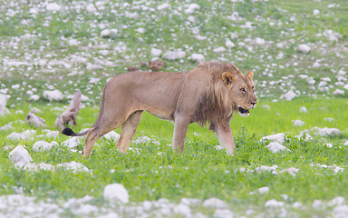 Image showing Lion walking on the rainy plains of Etosha